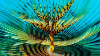 Spiralling tentacles of a bristle worm