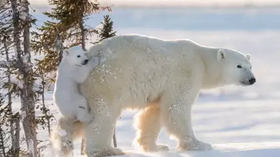 A baby polar bear holding onto its mother