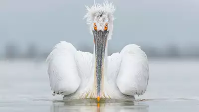 A dalmatian pelican stares directly at the camera in Greece