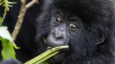 Baby gorilla in Rwanda