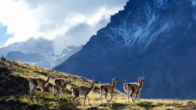 Guanacos in the hill regions of Chilean Patagonia