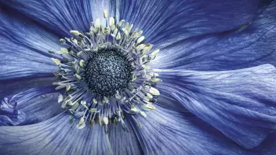 Close-up of an anemone on a balcony in Manchester, UK