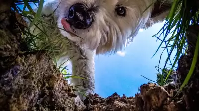 A dog looking into a whole in the earth