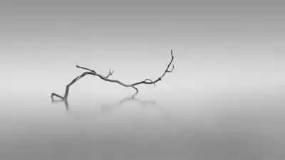 Surreal twisted branch lying on the sand of a beach near Plymouth, England