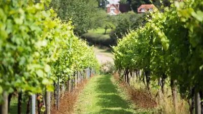Chapel Down Vineyard, Tenterden, Kent