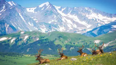 North American Elk on the Rocky Mountain Meadow in Colorado, United States.