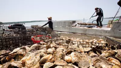 Virignia Oyster Farm, USA