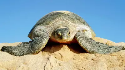 Green turtle at Ras Al Jinz, Oman