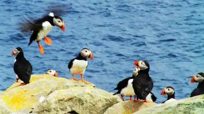 Puffin Colony near St. John's Newfoundland & Labrador, Canada