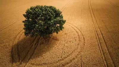 Tracks around a tree in Yorkshire from Drone Photography Masterclass
