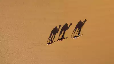 Drone photo of camels and shadows in Oman from Drone Photography Masterclass