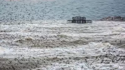 A murmuration of starlings in Brighton