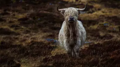 Highland cow in Alladale, Scotland