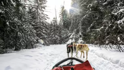 Dog-sledding in Alberta, Canada