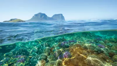 Coral off Lord Howe Island, NSW