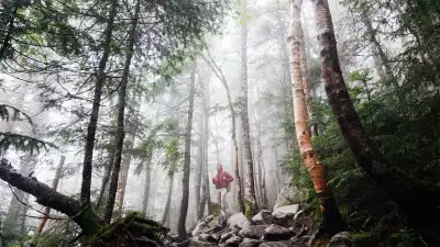 Foresting walking in the Pacific Northwest