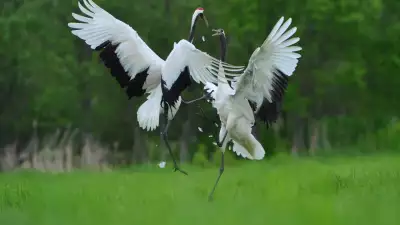 Birdwatching in Eastern Hokkaido, Japan