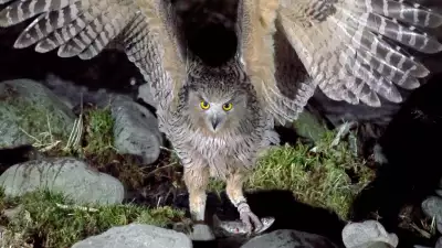 Birdlife in Eastern Hokkaido, Japan