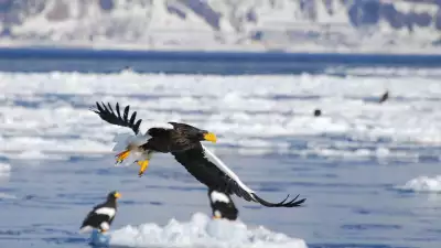 Birdlife in Eastern Hokkaido, Japan