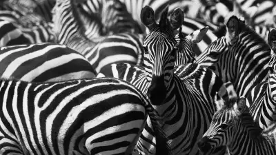 Zebra in the Ngorongoro Crater, Tanzania