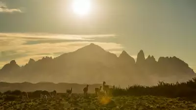 Guanacos at sunset in Chilean Patagonia