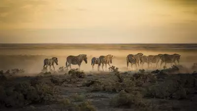 Zebra in Namibia, explored by bike