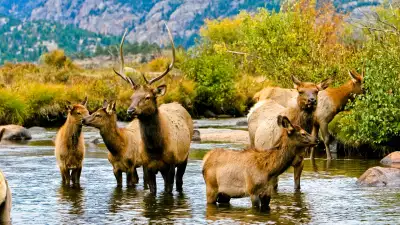 Elk in Rocky Mountain National Park, Colorado