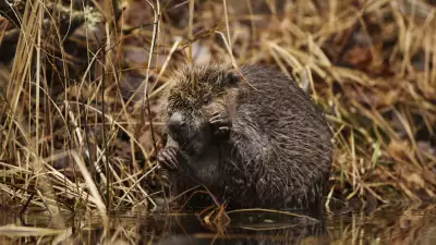 A beaver in Sweden