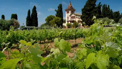 Vineyard and chateau in Catalonia