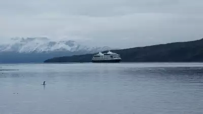 A cormorant surfacing in front of the Ventus Australis cruise ship