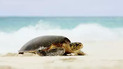 Giant turtle in Fregate Island Private, Seychelles