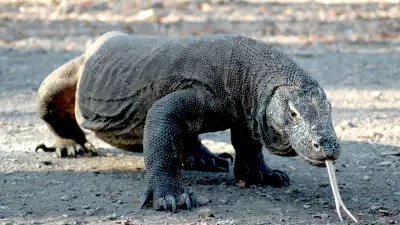 Komodo Dragon in Indonesia