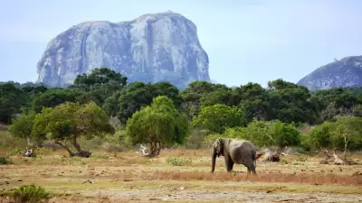 An elephant in Yala National Game Reserve, Sri Lanka