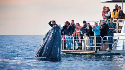 A whale off Australia's coast