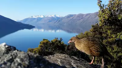 A rare bird on Mou Waho, Lake Wanaka