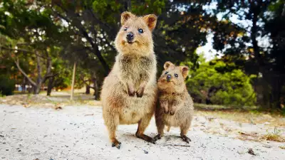 Best city breaks: quokkas in Perth, Western Australia