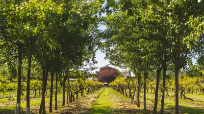 Things to do in Jersey: the vineyard at La Mare