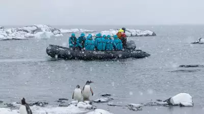 Antarctica penguins