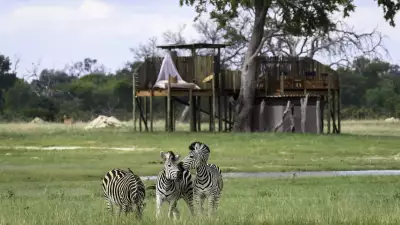 Zebras