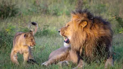 Lions