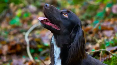 The Mole Resort is one of Britain's most dog-friendly