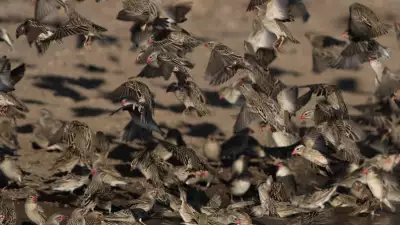 Red-billed quelea near in Botswana