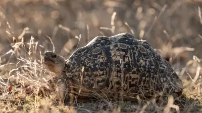 A leopard tortoise