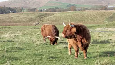 Highland cows near Gorse Cabin