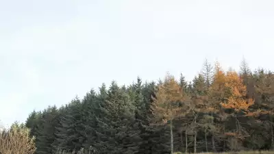 The surrounding forests near Gorse Cabin