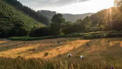 Pastures near Tincture