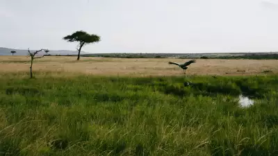 Ol Seki Mara, Kenya