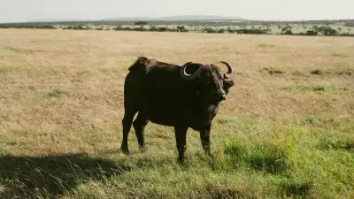 Ol Seki Mara, Kenya