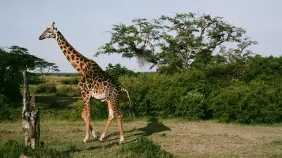 Ol Seki Mara, Kenya