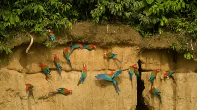 Parrots in the Peruvian Amazon